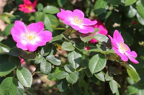 Rosas ng aso - Rosa canina