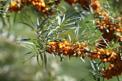 Buckthorn laut - Hippophae rhamnoides