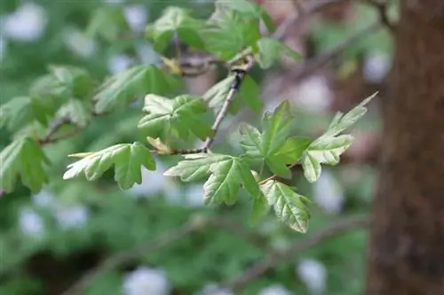 მინდვრის ნეკერჩხალი - Acer campestre