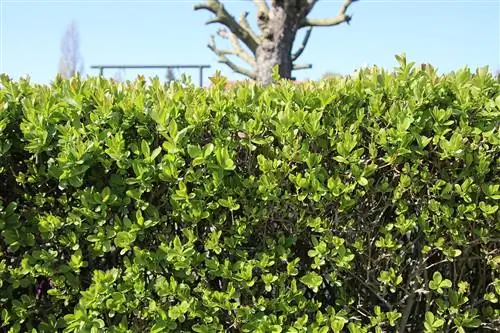 Karaniwang privet - Ligustrum vulgare