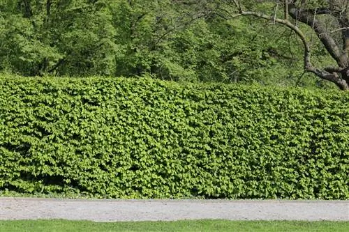 Gürgenler - Carpinus betulus