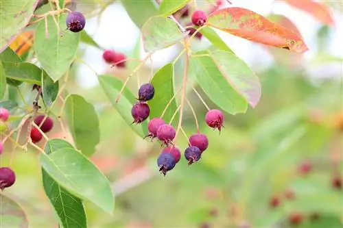 სპილენძის კლდის მსხალი - Amelanchier lamarckii