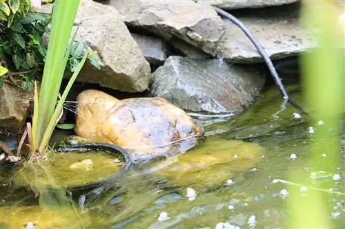 Duguan ang iyong garden pump sa 5 hakbang