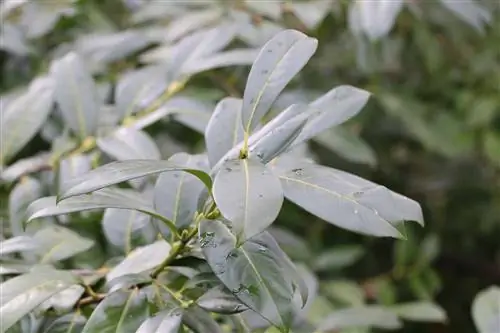 Cseresznye babér - babércseresznye - Prunus laurocerasus