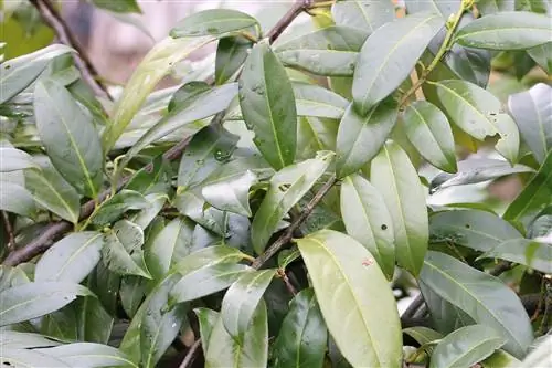 Dafina e qershisë - qershia e dafinës - Prunus laurocerasus