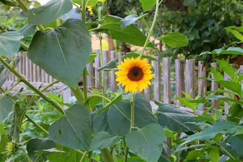 آفتابگردان - Helianthus annuus