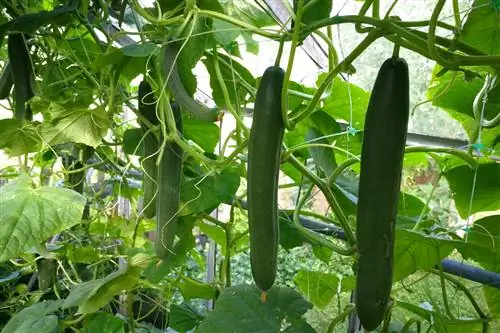 แตงกวา - Cucumis sativus