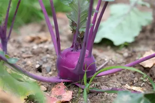 Kolrabi - Brassica oleracea var. gongylodes