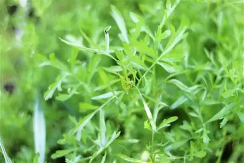 Bahçe teresi - Lepidium sativum