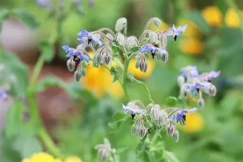 โบราจ - Borago officinalis