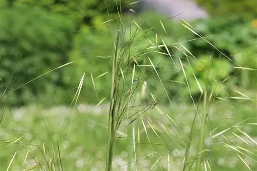 Grama de penas gigante - Stipa gigantea