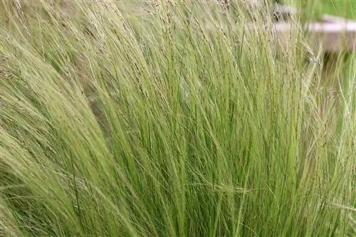 Nežna perjanka - Stipa tenuissima