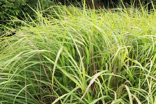 Мискантус карликовый - Miscanthus sinensis