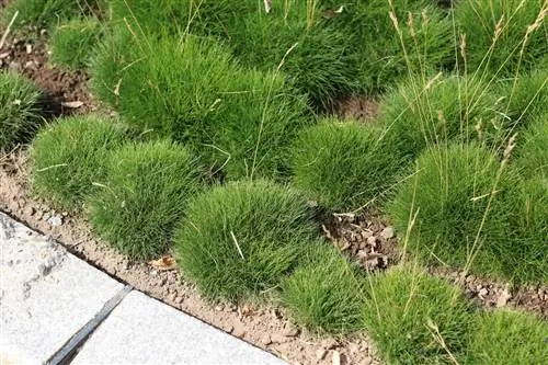 Fescue kulit beruang - Festuca gautieri