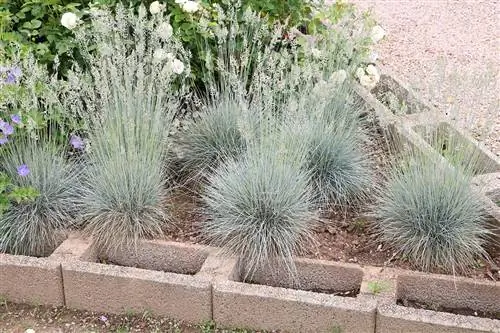 ต้นสนสีน้ำเงิน - Festuca cinerea