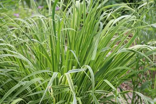 Striped garden pipe grass - Molinia caerulea