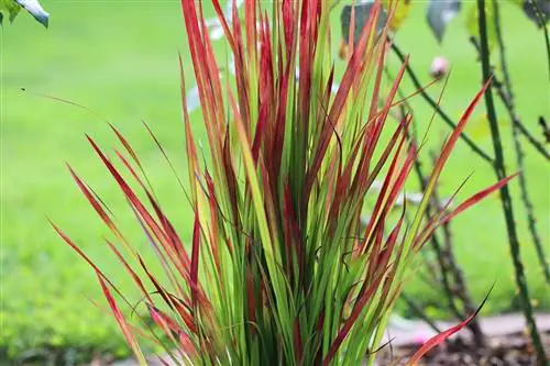 Rumput darah Jepang - Imperata cylindrica