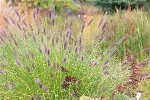 หญ้า Pennisetum - Pennisetum alopecuroides