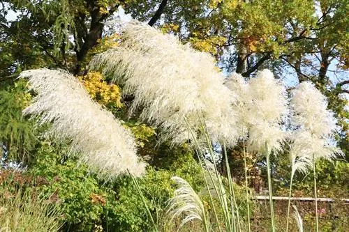 چمن پامپاس - Cortaderia selloana