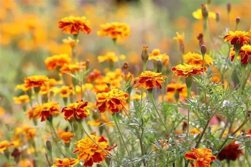 Nagietki (Tagetes) w kulturze mieszanej z ogórkami