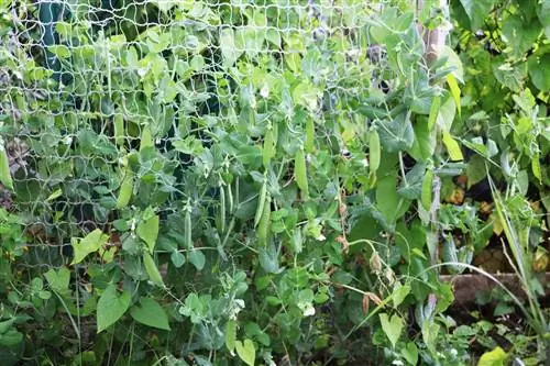 Groszek (Pisum sativum) zmieszany z ogórkami