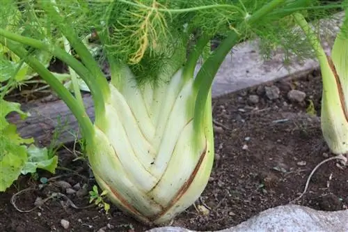 الشمر المنتفخ (Foeniculum vulgare) كجار نباتي للخيار