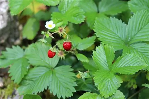 የዱር እንጆሪዎች - Fragaria vesca