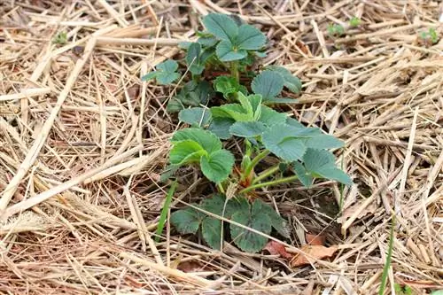 მარწყვი (Fragaria) ჩალით