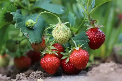 Zimujące truskawki: w ten sposób przetrwają zimę