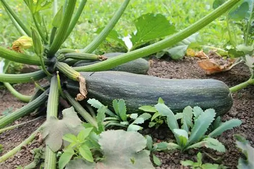 Zucchini (Cucurbita pepo) as a plant neighbor for onions