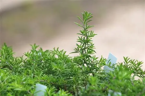 Soolane (Satureja spicigera) taimenaabriks sibulale