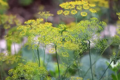 Dill (Anethum graveolens) as a plant neighbor for onions