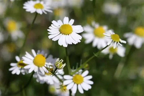 Chamomile (Matricaria chamomilla) as a plant neighbor for onions