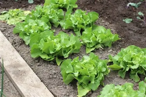 Lettuce (Lactuca sativa) as a plantable plant for onions