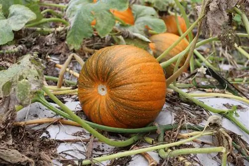 Pumpkins (Cucurbita) as plant neighbors for onions