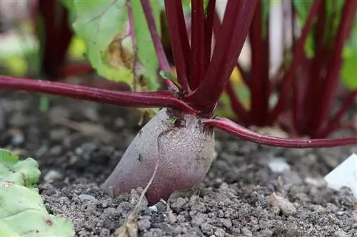 Beetroot (Beta vulgaris) as a plant neighbor for onions