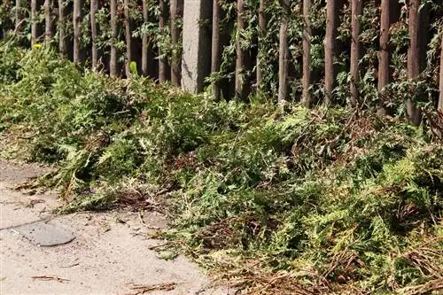 Corte a cerca viva de thuja