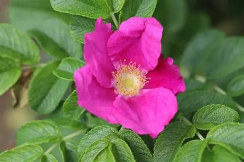 Rosas caninas - Rosa corymbifera