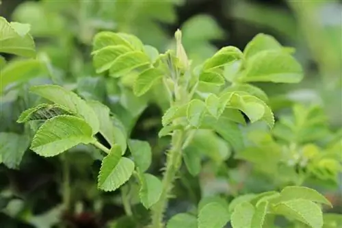 Rosas caninas - Rosa corymbifera