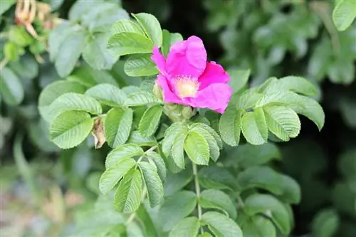 Cortar rosas silvestres: 6 consejos para cortar rosas silvestres