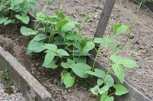 Bakla - tarla fasulyesi - Vicia faba