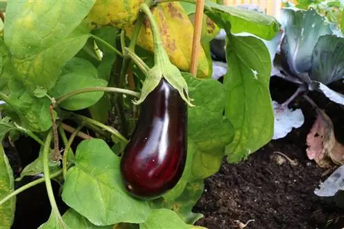 Хаш - Solanum melongena