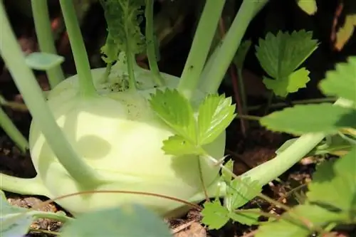 Koolrabi - Brassica oleracea var. gongylodes L.