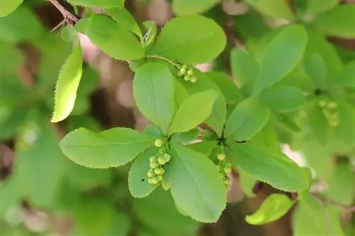 Barberry - Berberis vulgaris