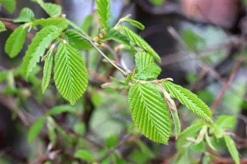 Gürgenler - Carpinus betulus