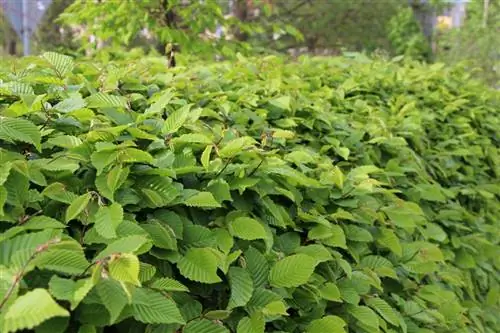 Shkozët - Carpinus betulus