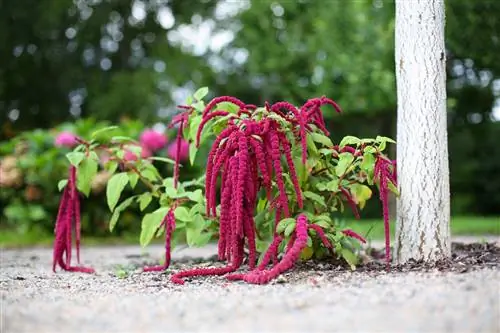 Amarantas – Amaranthus caudatus