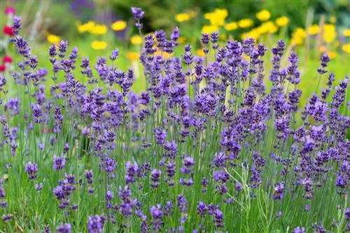 ลาเวนเดอร์ - Lavandula angustifolia