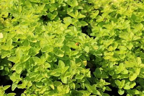 Mažuran - Origanum majorana