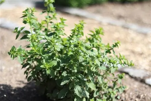 Oregano - Origanum vulgare - Polsterdost